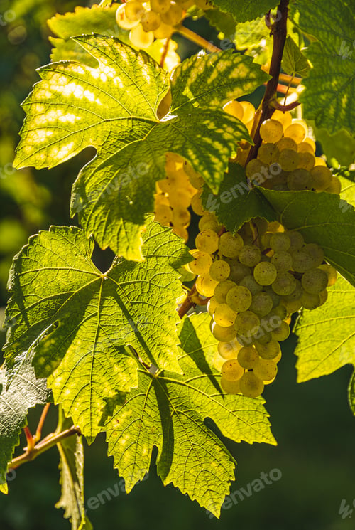 Preview: White grapes with green leaves on the vine. fresh fruits. Harvest time early Autumn