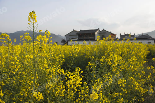 Preview: Field of blooming oil seed rape plants and farmhouse, Luoping,Yunnan, China