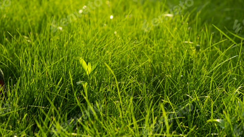 Preview: Green juicy grass on the lawn close-up at sunset. The border of the mown lawn.
