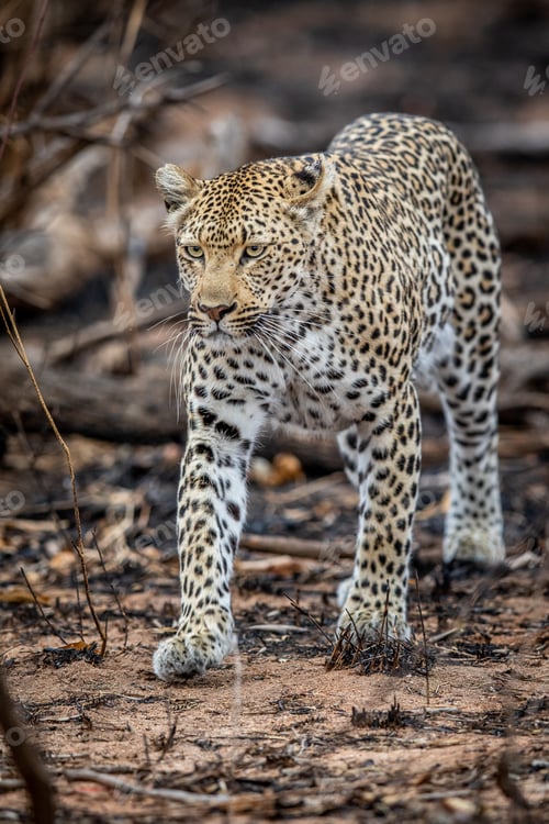 Preview: Leopard walking in the African bush.