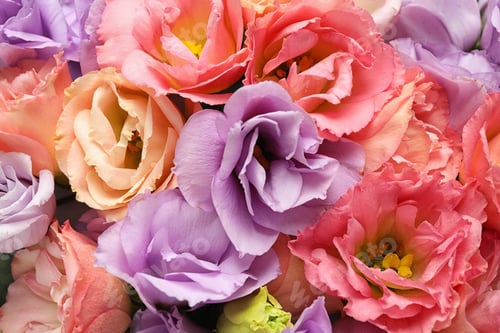 Preview: Beautiful fresh Eustoma flowers as background, closeup view