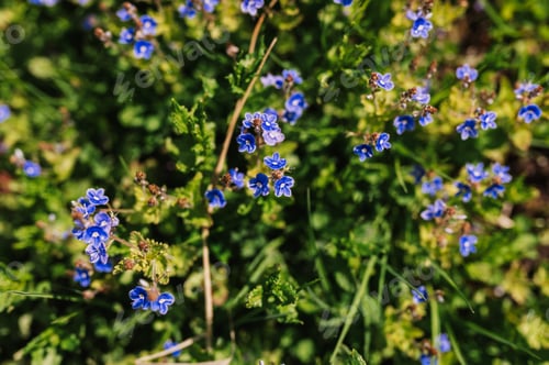Preview: forget-me-not (myosotis sylvatica) flowers. first bright blue blooming little wildflowers in full bl