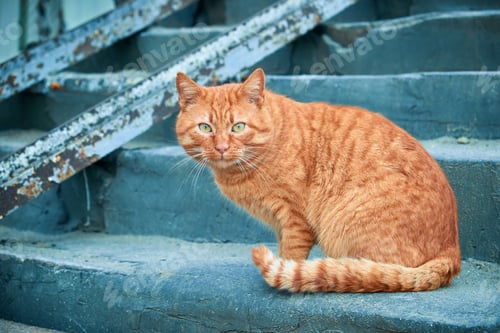 Preview: Red street cat sitting on concrete staircase