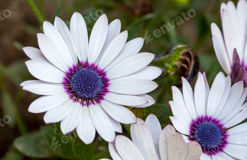 Preview: Dimorphotheca ecklonis flower, white petals