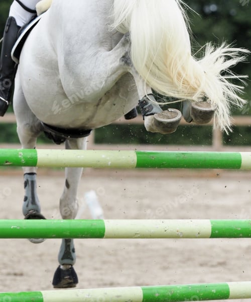 Preview: horse, mare, wilderness, stallion