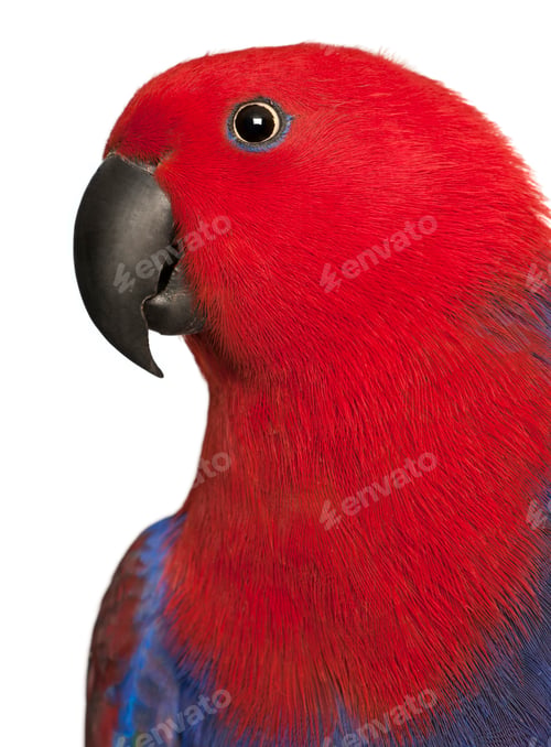 Preview: Close up of Female Eclectus Parrot, Eclectus roratus, in front of white background
