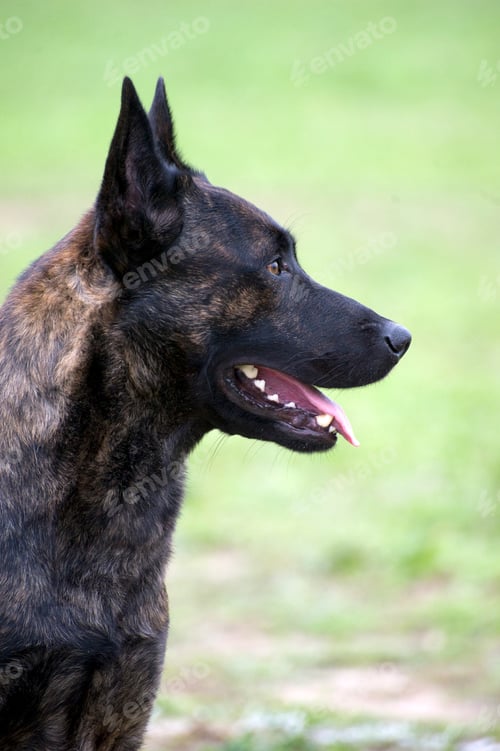 Preview: Holland Shepherd