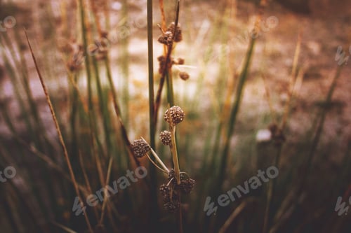Preview: Vegetation. Close up. Macro. Depth of field. Autumn colors. Fall.