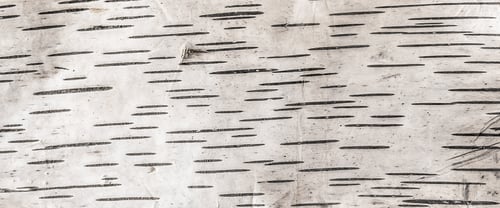 Preview: birch bark on a white isolated background