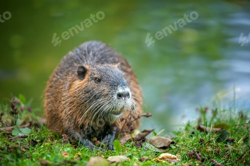 Preview: Muskrat on the bank of a river or pond