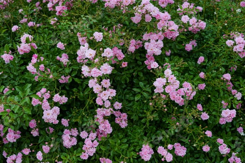 Preview: Pink roses in a full bloom in the garden. flowers and green leaves background. Garden concept