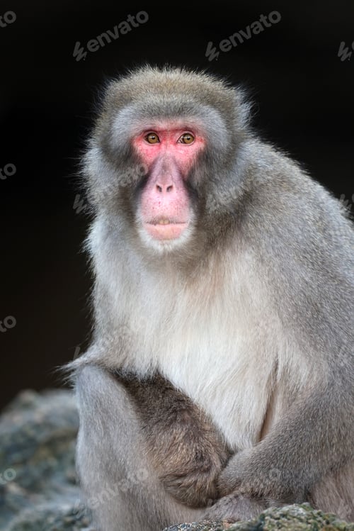 Preview: closeup of Japanese macaque (Macaca fuscata) in wild