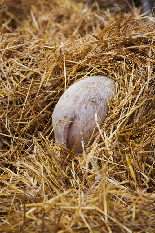 Preview: High angle rear view of piglet hiding in a heap of straw.