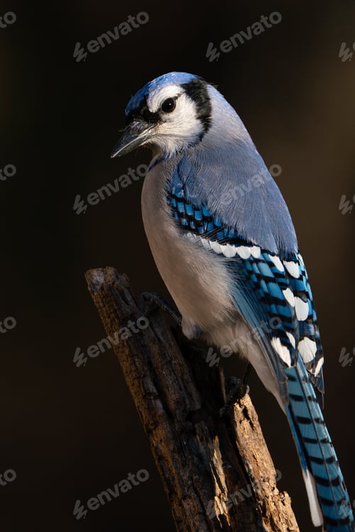 Beautiful Blue Jay Bird Perched on Branch