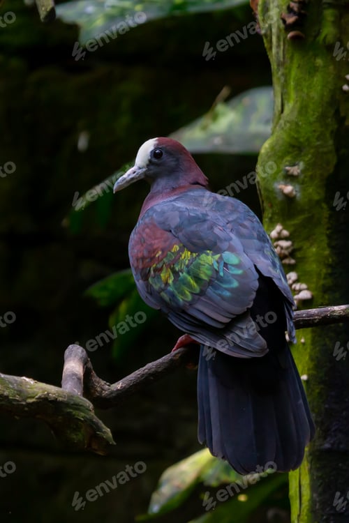 Preview: Wild Dark Colour Dove