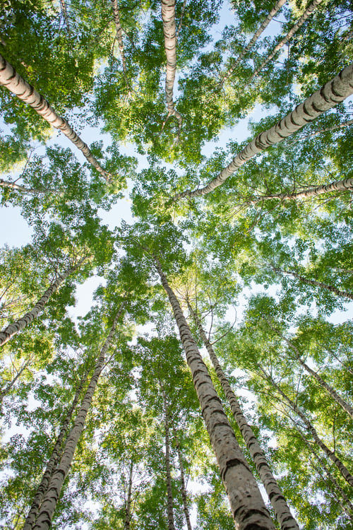Preview: Vertical photo of the tops of birch trees against the sky, background, nature
