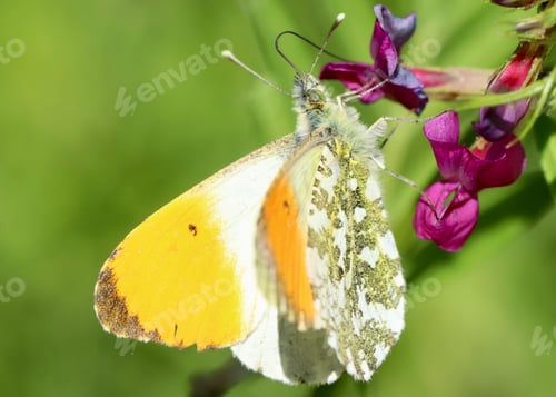 Preview: blossom, flora, plant, pink, green, background, beautiful, insect, butterfly