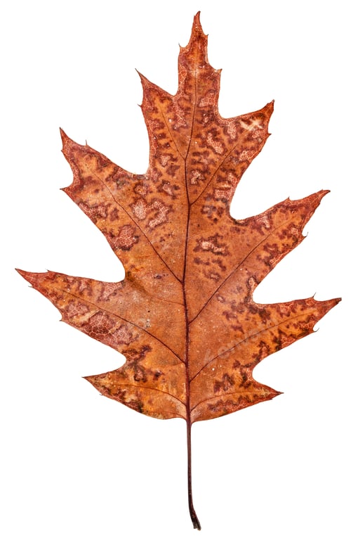 Preview: Fallen autumn leaf of oak, isolated on white background