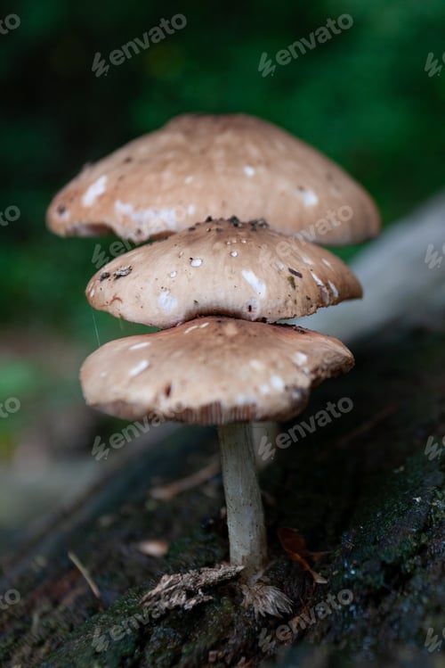 Preview: Vertical shot of Agaricus campestris mushrooms growing