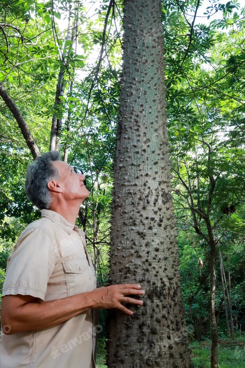 Preview: Senior male biologist inspecting the crooked tree trunk of the Anigic Tree