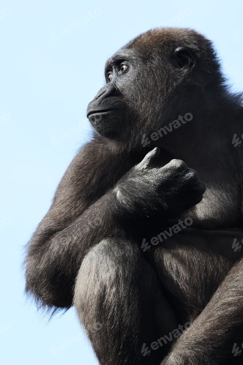 Preview: Close up shot of western lowland gorilla (Gorilla Gorilla Gorilla)