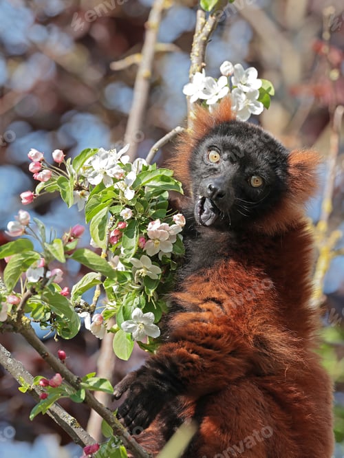 Preview: Red ruffed lemur (Varecia rubra) sitting on blooming tree