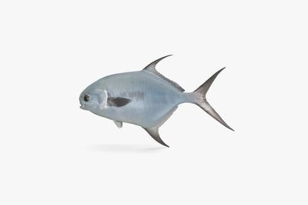 Preview: Realistic Permit Fish