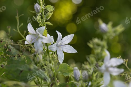 Preview: Vibrant close up shot of a white flower in a field.