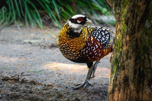 Preview: Reeves Pheasant bird (Syrmaticus reevesii)