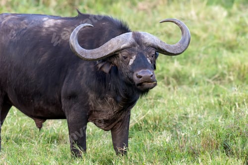 Preview: Wild African buffalo bull