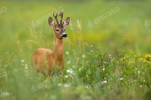 Preview: Elegant roe deer standing on a blooming meadow with flower in summer