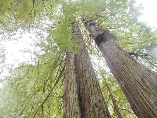 Preview: Redwood National and State Parks California CA USA