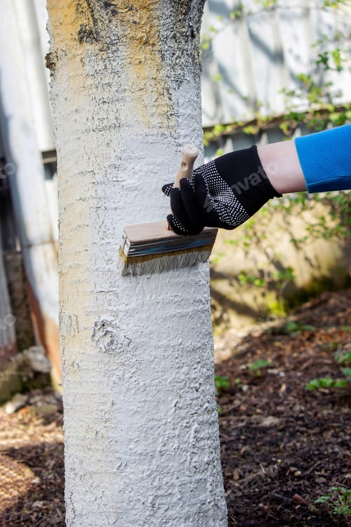 Preview: a farmer treats a tree trunk with a protective white paint against pests. treating trees