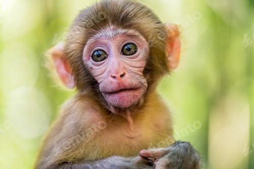 Preview: Cute baby monkey portrait