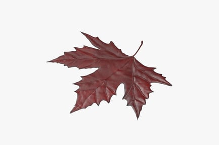 Preview: Crimson Maple Leaf