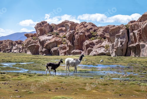 Preview: Llamas in Bolivean altiplano with rock formations on background - Potosi Department, Bolivia