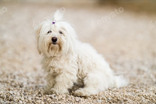 Preview: Little White Dog Sitting On The Beach