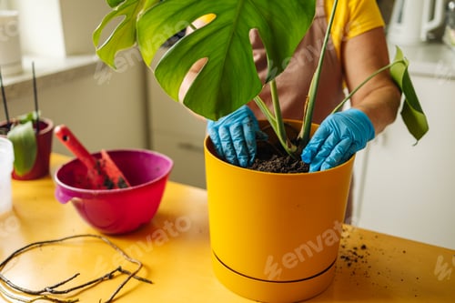 Preview: Person engaged in planting a houseplant monstera. Wearing protective gloves, he pours drainage