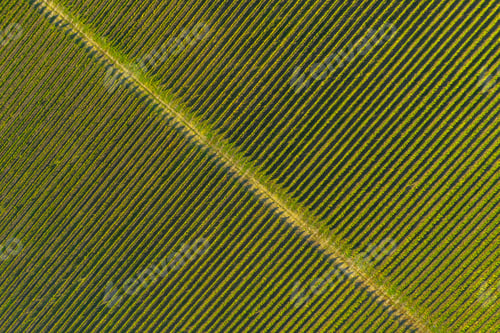 Preview: Aerial view of a vineyard plantation in late afternoon lights in Europe. Drone shot