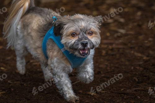 Preview: A small grey dog with stunning eyes wearing a light blue harness staring into the camera