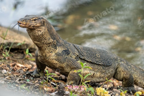 Preview: Monitor lizard (Varanus) on the hunt