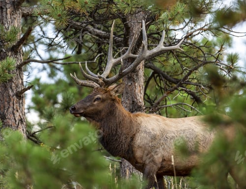Preview: Beautiful wapiti in its natural habitat on a sunny day