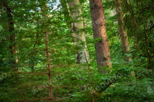 Preview: The forest in springtime