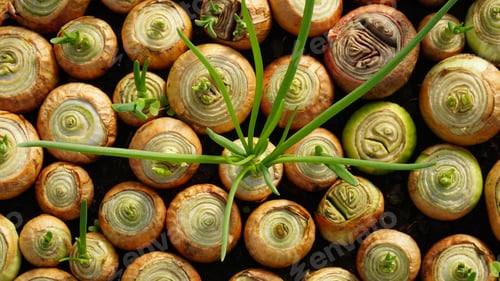 Preview: Growing onions in a greenhouse. Row onion plants close up Picking onions. Greenhouse economy.