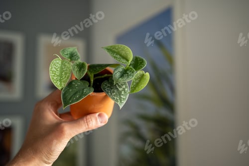 Preview: Small sprout Scindapsus Pictus houseplant in terracotta pot in man hand closeup soft focus