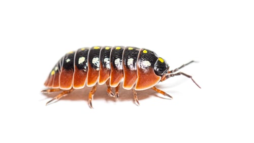 Preview: woodlouse, Armadillidium klugii, isolated on white
