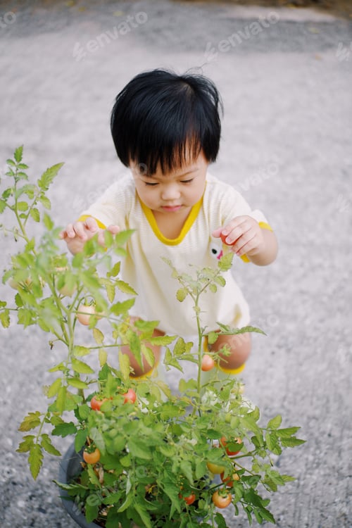 Preview: Tomato picking