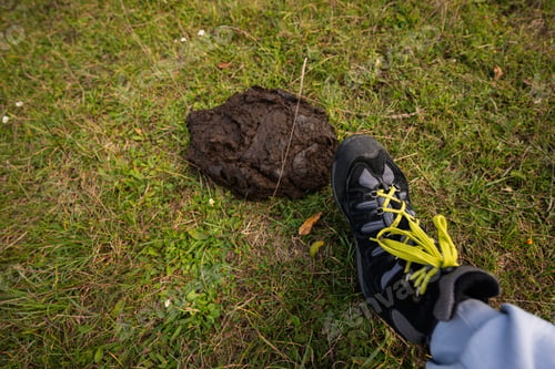 Preview: Man leg stand on cow dung on grass.