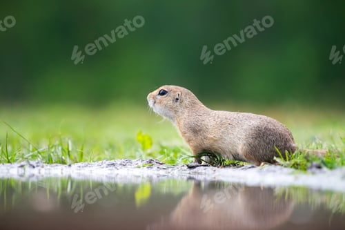 Preview: Funny ground squirrel
