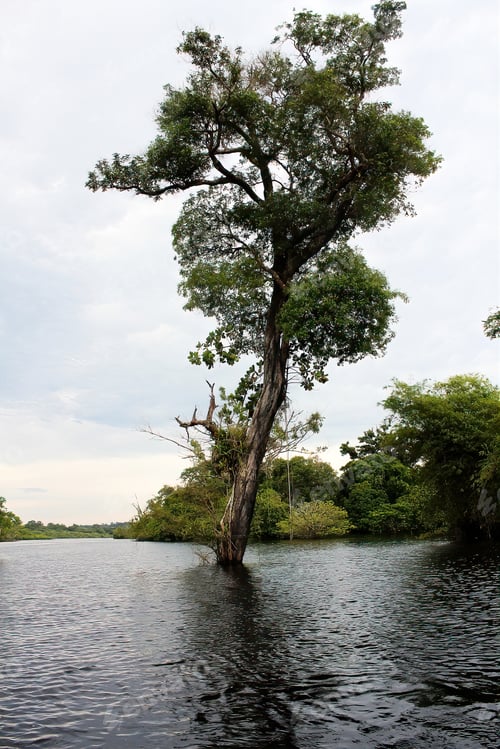 Preview: Tree in wetland flooded region of the Amazon